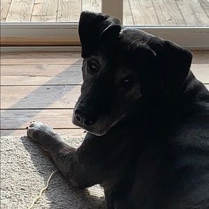 Meet your Posher, Allison